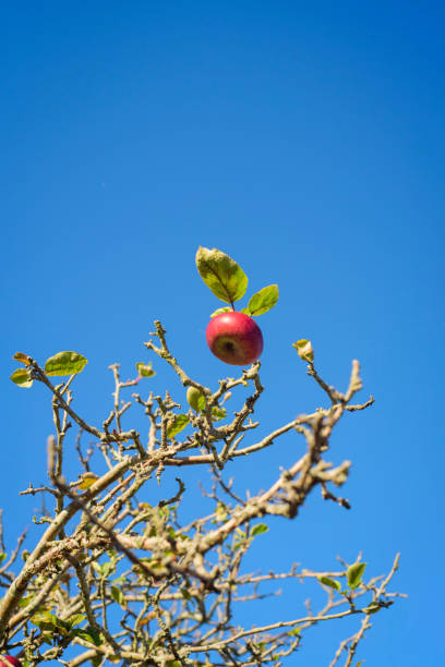Red apple on top of a leafless branches of apple tree
