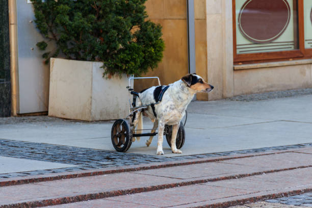 A small beagle mix dog with lower spinal damage enjoys daily life, using a dog wheelchair for getting around easier.