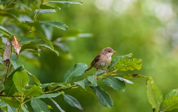 istock Common Whitethroat(Silvia communis) in summer on willow branch 2183985064