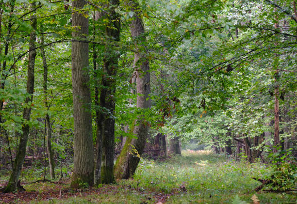 istock Old english oak trees in foreground in autumnal deciduous tree stand 2183987600