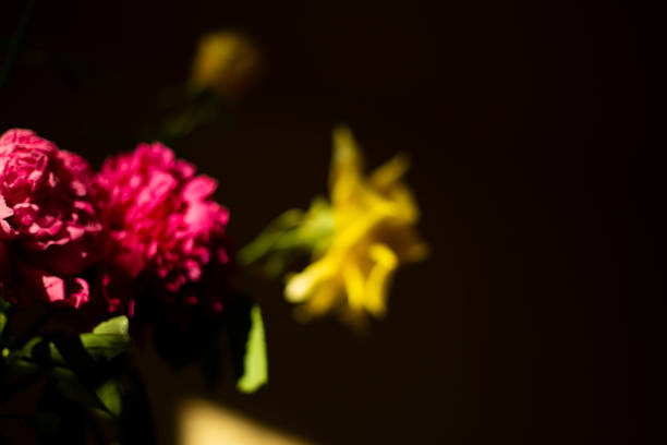 pink rose buds arranged on red background . Lying flat, top view. Flower background.