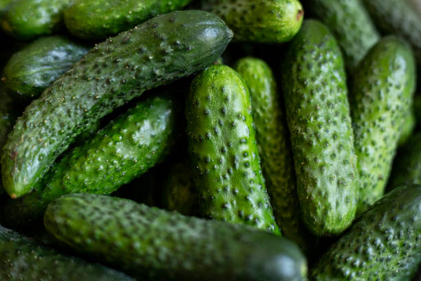 istock Cucumber season, cucumbers evenly distributed on the board, plus garlic, horseradish, dill. Pickling set 2183988105