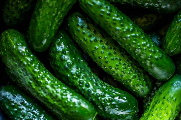 istock Cucumber season, cucumbers evenly distributed on the board, plus garlic, horseradish, dill. Pickling set 2183988290