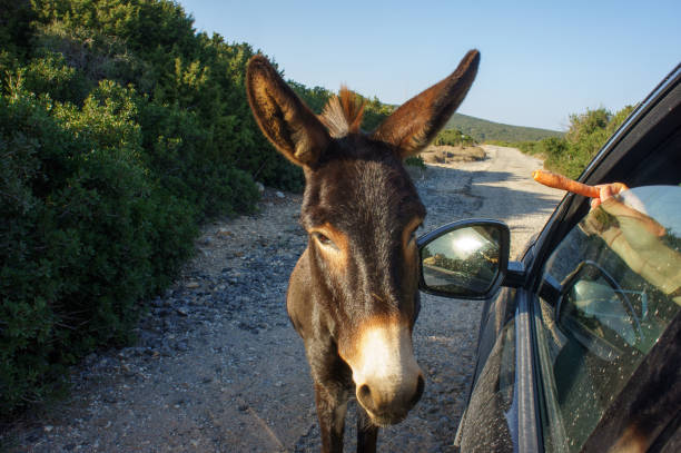 istock A curious donkey approaches a car for a treat along a scenic rural path at sunset. 2183997211
