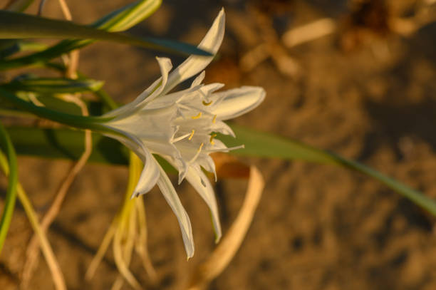 Delicate petals unfurl softly, illuminated by the warm glow of the setting sun near the beach.