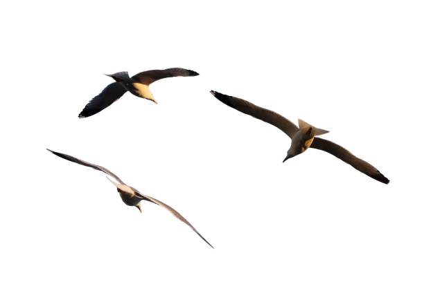 istock Trio of Seagulls with Wings Spread - Isolated on Transparent Background 2183997497