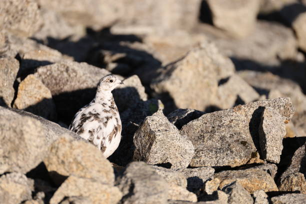 The rock ptarmigan (Lagopus muta japonica ) is a medium-sized game bird in the grouse family. This photo was taken in Japan.