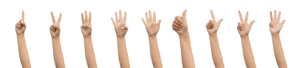 istock Closeup Beautiful female hand count from one to five gestures Isolated on blank white background. Set of woman palms raised fingers gesture numbers concept for people thumbnail. transparent 2183998865
