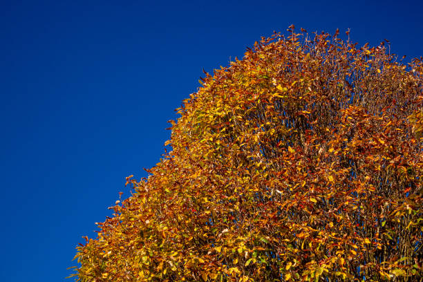 Golden autumn leaves contrast vividly against a clear blue sky, creating a striking seasonal scene. The rich colours highlight the transition between summer and winter.\n\nThe perception of autumn varies from one spirituality to another, from one person to another. From a Daoist point of view, the leaves falling from trees signifies a shift from an outward energy of summer to an inward energy, preparing for the colder, slower winter months. \n\nIn Buddhism, autumn symbolises a time for mindful consumption, aligning with the natural cycle and seasons, emphasising reflection and gratitude as one prepares for the changes ahead.