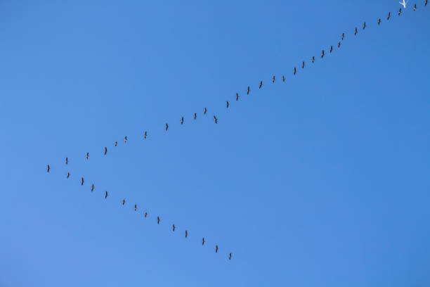 A breathtaking flock of migratory birds, mainly geese, flies in a long, organized line across the sky. The birds move in their characteristic formation heading south, symbolizing the start of autumn and the annual migration journey