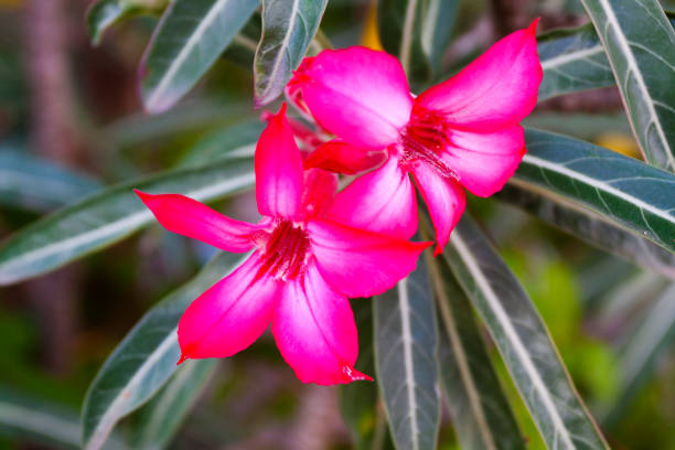 Pink frangipani flowers
