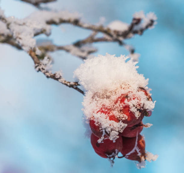 Hawthorn or cross apple (Crataegus) berries are covered with frost and snow in winter; selective focus; light blue sky blurred background.