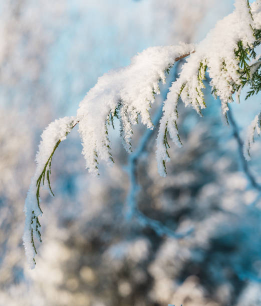 istock Thuja branch with snow on a light natural background 2184005041