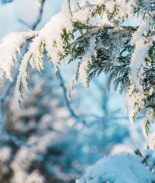 istock Thuja branch with snow on a light natural background 2184005061