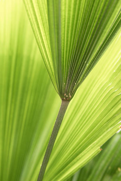 Abstract palm trees leaves background