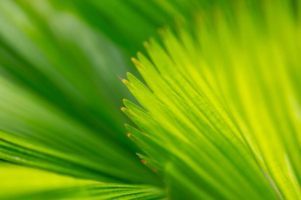 Palm tree branches dancing in Adriatic breeze, with a bush with flowers behind it.