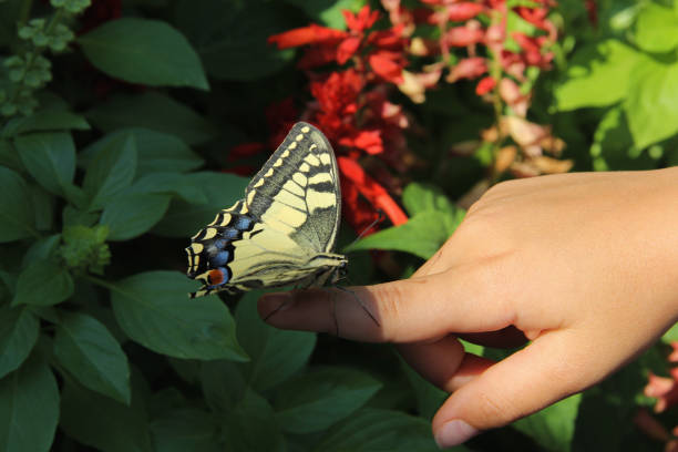 istock Butterfly resting on a child’s hand in a garden. 2184006279