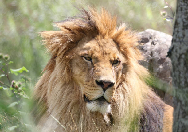 male lion in forest during summer