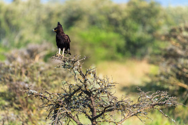 istock Long-crested eagle in Lake Nakuru national park 2184007143