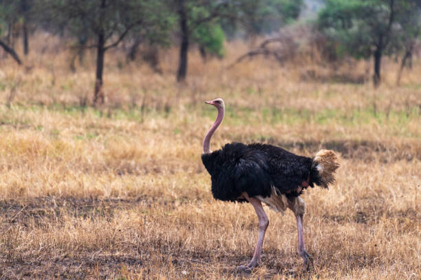 istock Ostriches in the Serengeti 2184007212