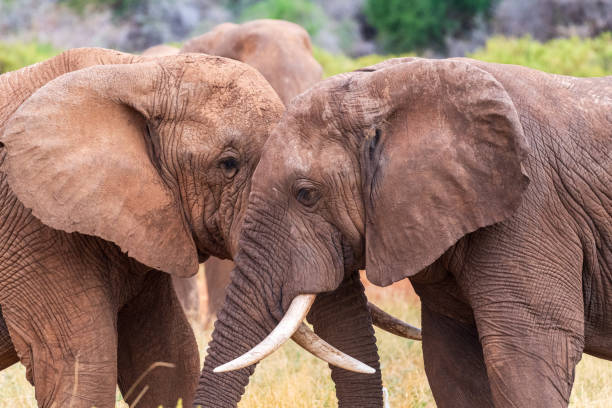 istock African elephant in Samburu National Reserve 2184007218