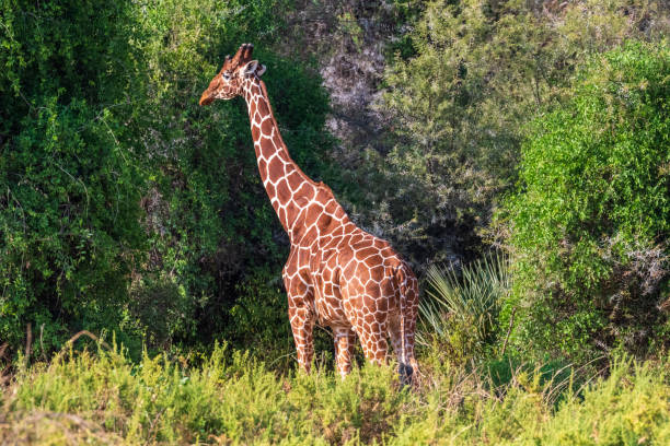 istock Reticulated Giraffe in the Samburu National Reserve 2184007221