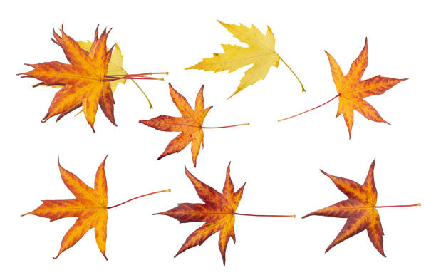 istock Autumn Leaf Isolated, Colored Autumn Tree Leaves, Red Orange Foliage, Yellow Fall Leaf 2184009469