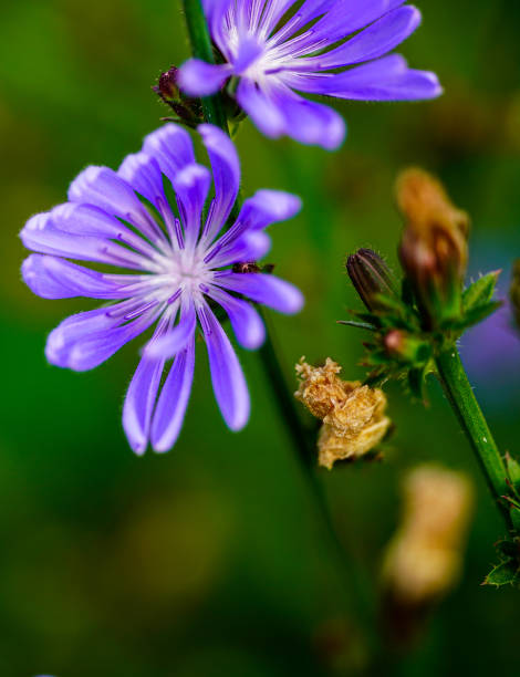 istock Blue flower on green background. 2184009827