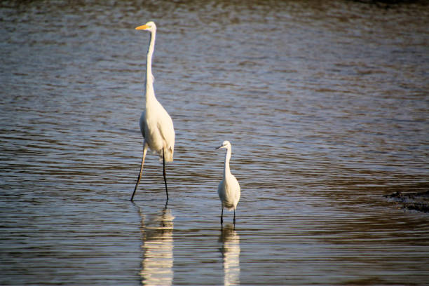 A view of a Great White Egret at Venus Pool Nature Reserve