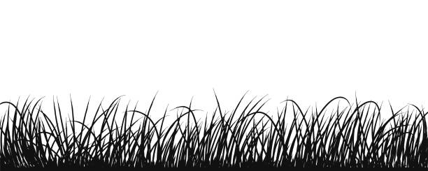 ilustraciones, imágenes clip art, dibujos animados e iconos de stock de vector de silueta de hierba. silueta de hojas de hierba silvestre aisladas en arte vectorial de fondo blanco. - black grass