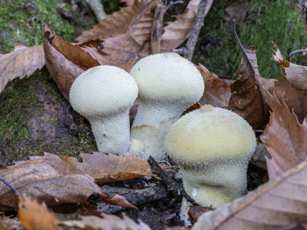 istock Small wild mushrooms in the forest in autumn 2184011511