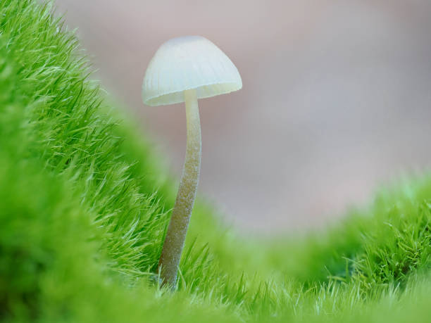 Small wild mushroom in autumn