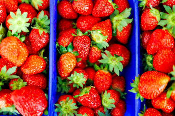 istock Fresh Strawberries Background in blue box 2184011638