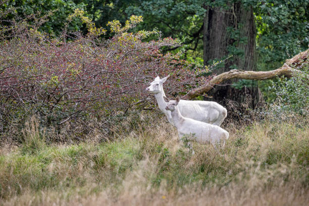 Female albino red deer, Cervus elaphus in an open forest Female albino red deer, Cervus elaphus in an open forest - albino deer are a common sight in deer parks where they have no natural enemies. The photograph is taken in Dyrehaven, which is a large public deer park north of Copenhagen and is declared an UNESCO World Heritage Site due to the old royal hunting landscape albino deer stock pictures, royalty-free photos & images