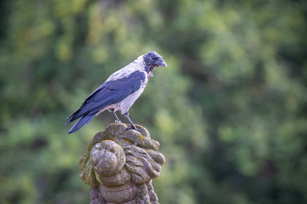 The hooded crow is a common bird all over Europe and is often living close to human beings. The photograph is taken in Dyrehaven, which is a large public park north of Copenhagen and is declared an UNESCO World Heritage Site due to the old hunting landscape