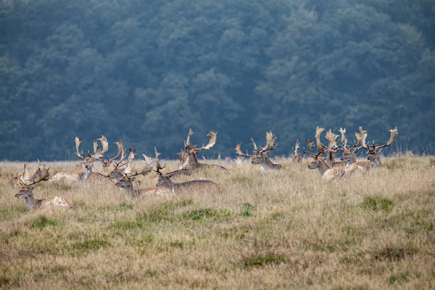 Large group of male fallow deer, Dama dama in the rutting season. Fallow deer are very popular in parks due to the large antlers. The photograph is taken in Dyrehaven, which is a large public deer park north of Copenhagen and is declared an UNESCO World Heritage Site due to the old royal hunting landscape