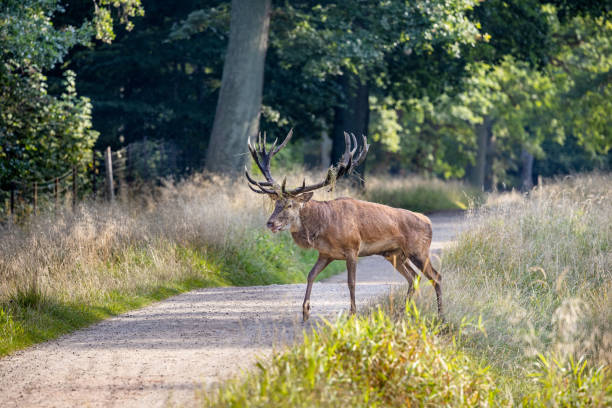 istock Male red deer, Cervus elaphus during the rutting season 2184012776