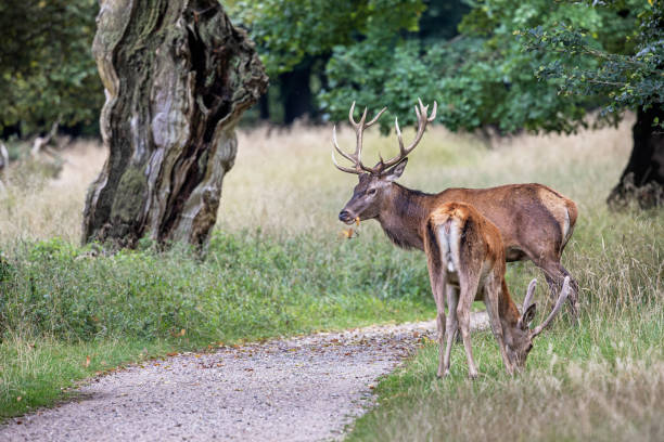 istock Male red deer, Cervus elaphus with an one year old deer 2184013135