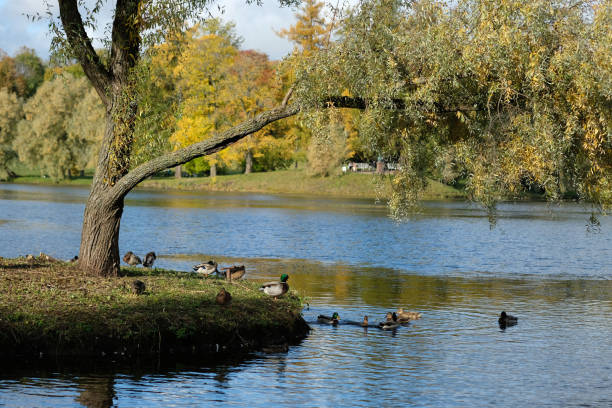 A pond with a small island and floating ducks in the autumn park