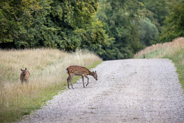istock Two female fallow deer, Dama dama crossing a dirt road 2184013197