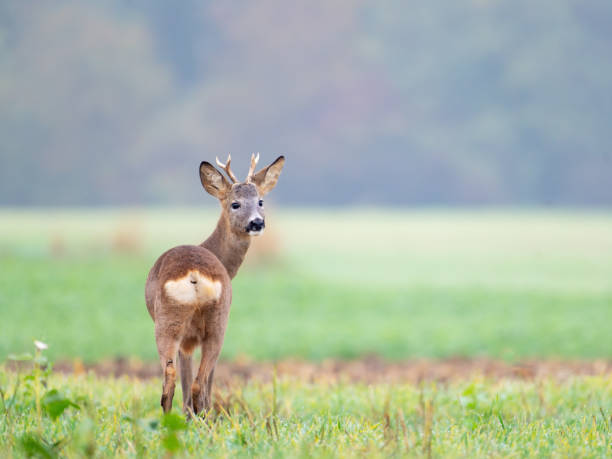 istock Roebuck on alert in meadow 2184013423
