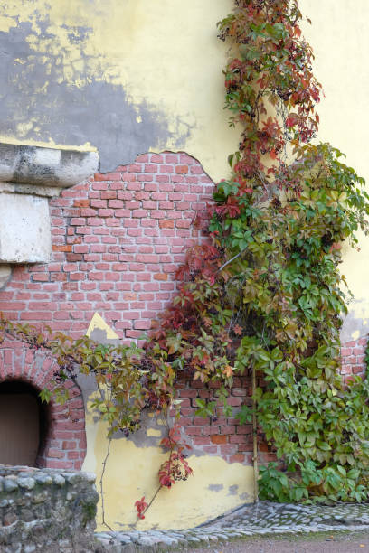 A climbing plant rises along a yellow tower with brick-like decorative elements