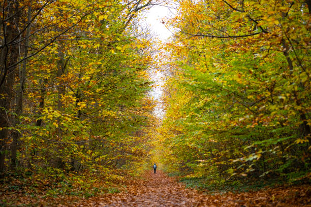 istock A walk in the forest in autumn 2184013564