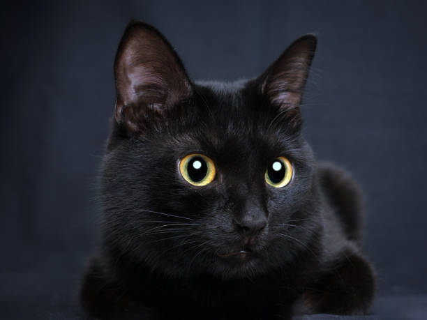 istock Close-up portrait young Bombay tomcat 2184013832