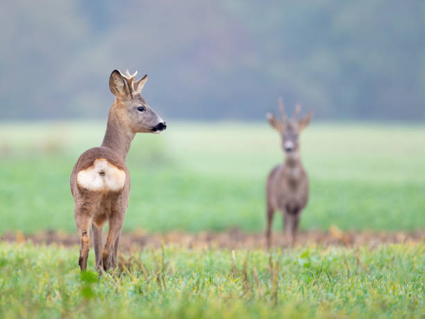 istock Two roe deer, capreolus capreolus, bucks standing on a meadow and looking on each other 2184013994