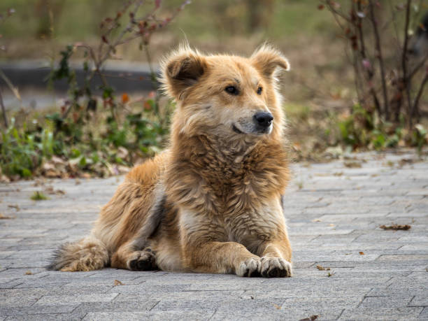 A small brown dog stands with a calm demeanor in a historic stone alley. The textured walls and soft lighting create a serene composition.