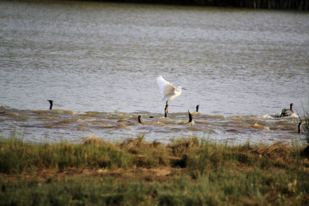 A view of a Little Egret at Venus Pool Nature Reserve