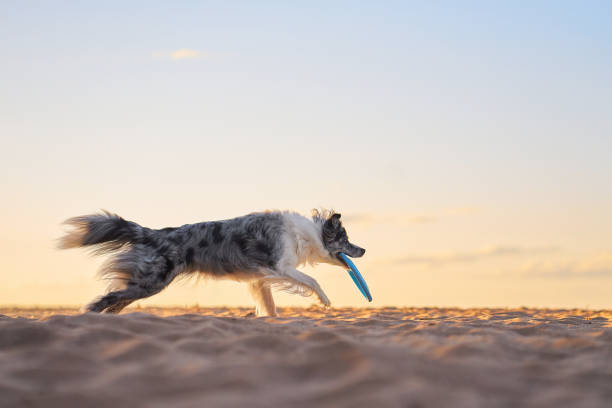 istock Border Collie running with frisbee on beach at sunset 2184017458