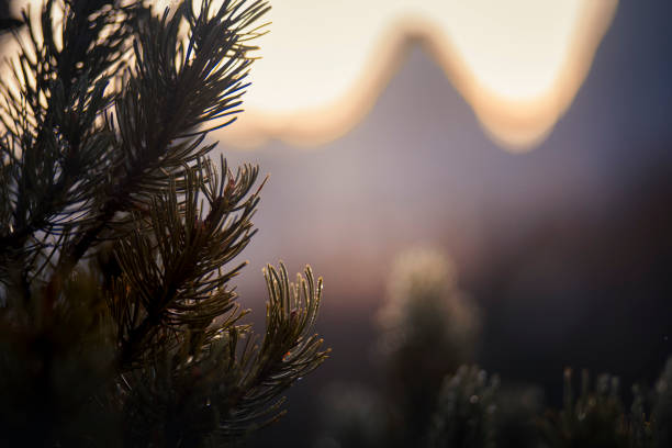 Sunrise over forest and mountains in mist, Slovenian Alps