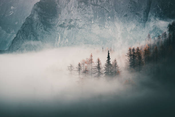 Sunrise over forest and mountains in mist